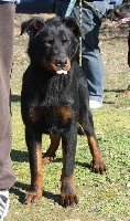 CHIOT orange (fuego)