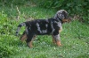 CHIOT germany dit blue