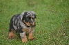 CHIOT germany dit blue