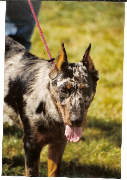 Sylver dog De la vallée de montmorency