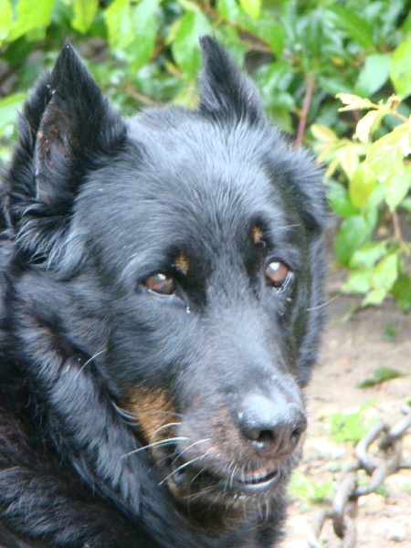 Minerve De la vallée de montmorency