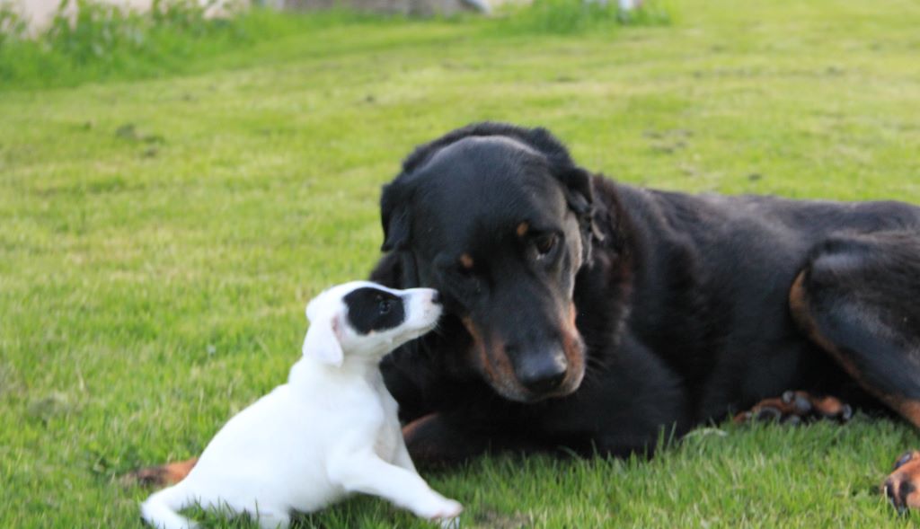 Bandit-vvotan De la vallée de montmorency