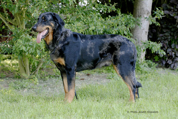 b.b ares