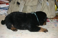 CHIOT noir & feu collier bleu