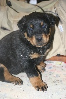 CHIOT noir & feu