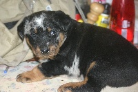 CHIOT arlequin