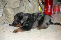 CHIOT arlequin